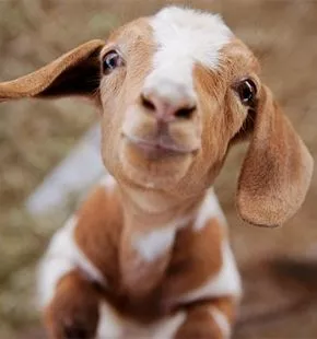 Goat at Petting Zoo